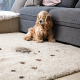 carpet cleaning in the Bronx, carpet cleaning in the Bronx, carpet cleaning the Bronx, carpet cleaners in the Bronx, carpet cleaners in the Bronx, commercial carpet cleaning, commercial carpet cleaning in the Bronx, the Bronx rug cleaners, rug cleaning services in the Bronx, same day carpet cleaning, same day rug cleaning